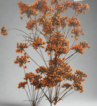 Dried Orange Flowers for Resin Craft and Decoration - Artist Corners