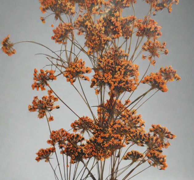 Dried Orange Flowers for Resin Craft and Decoration - Artist Corners