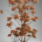 Dried Orange Flowers for Resin Craft and Decoration - Artist Corners