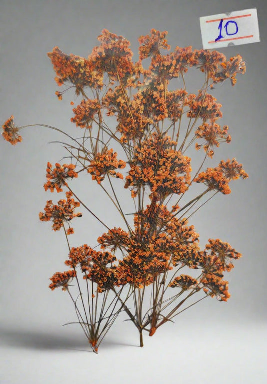 Dried Orange Flowers for Resin Craft and Decoration - Artist Corners